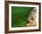 Piranha, Pantanal, Brazil-Staffan Widstrand-Framed Photographic Print