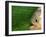 Piranha, Pantanal, Brazil-Staffan Widstrand-Framed Photographic Print