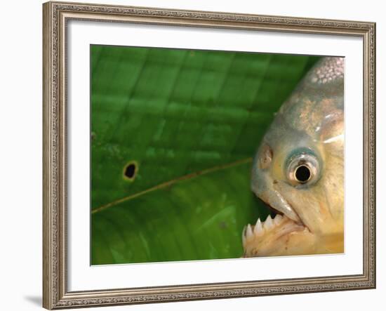 Piranha, Pantanal, Brazil-Staffan Widstrand-Framed Photographic Print