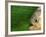 Piranha, Pantanal, Brazil-Staffan Widstrand-Framed Photographic Print