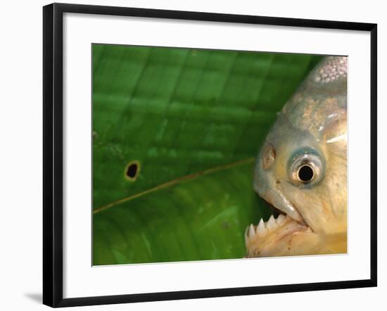 Piranha, Pantanal, Brazil-Staffan Widstrand-Framed Photographic Print