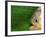 Piranha, Pantanal, Brazil-Staffan Widstrand-Framed Photographic Print