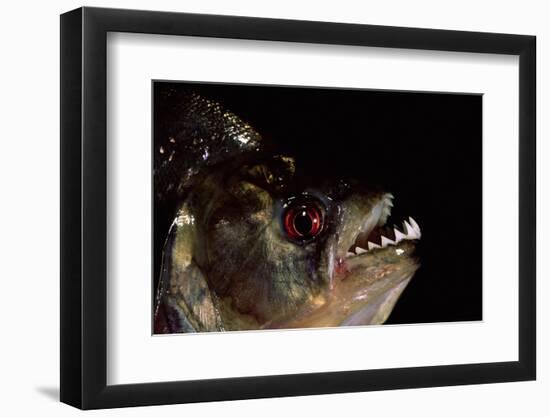 Piranha Portrait (Serrasalmidae) Captive Amazonia, Ecuador-Pete Oxford-Framed Photographic Print