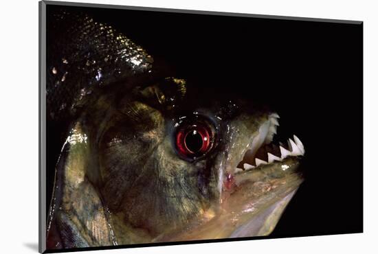 Piranha Portrait (Serrasalmidae) Captive Amazonia, Ecuador-Pete Oxford-Mounted Photographic Print