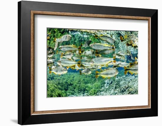 Piraputanga, reflected in water, Mato Grosso do Sul, Brazil-Franco Banfi-Framed Photographic Print