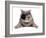 Pirate Cat-eAlisa-Framed Photographic Print