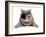 Pirate Cat-eAlisa-Framed Photographic Print