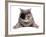 Pirate Cat-eAlisa-Framed Photographic Print