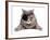 Pirate Cat-eAlisa-Framed Photographic Print