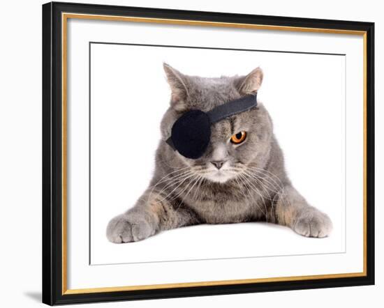 Pirate Cat-eAlisa-Framed Photographic Print