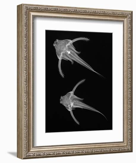 Pirillo-Sandra J. Raredon-Framed Premium Giclee Print