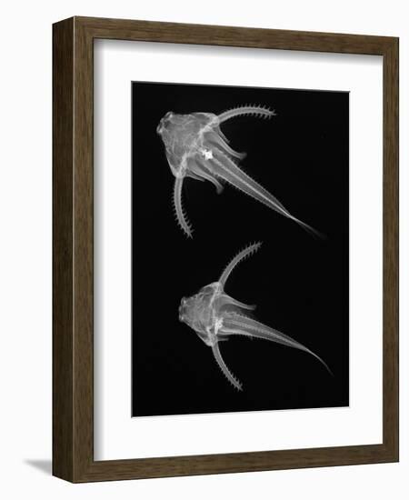 Pirillo-Sandra J. Raredon-Framed Premium Giclee Print