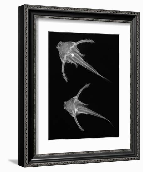 Pirillo-Sandra J. Raredon-Framed Premium Giclee Print