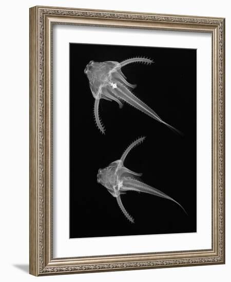 Pirillo-Sandra J. Raredon-Framed Art Print