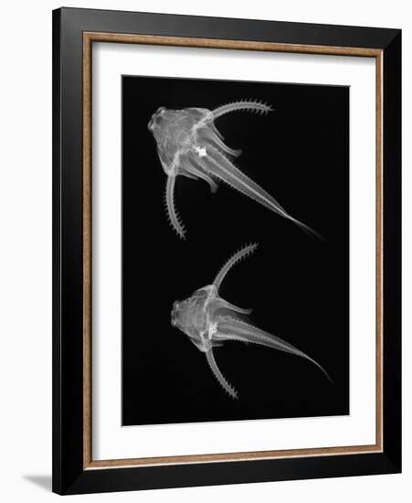 Pirillo-Sandra J. Raredon-Framed Art Print