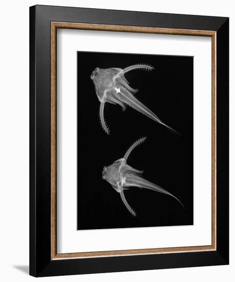 Pirillo-Sandra J. Raredon-Framed Art Print