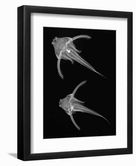Pirillo-Sandra J. Raredon-Framed Art Print