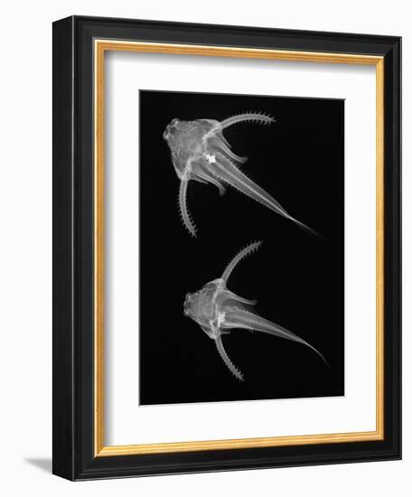 Pirillo-Sandra J. Raredon-Framed Art Print