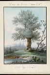 Willow Tree at the Side of a Pond-Piringer-Stretched Canvas