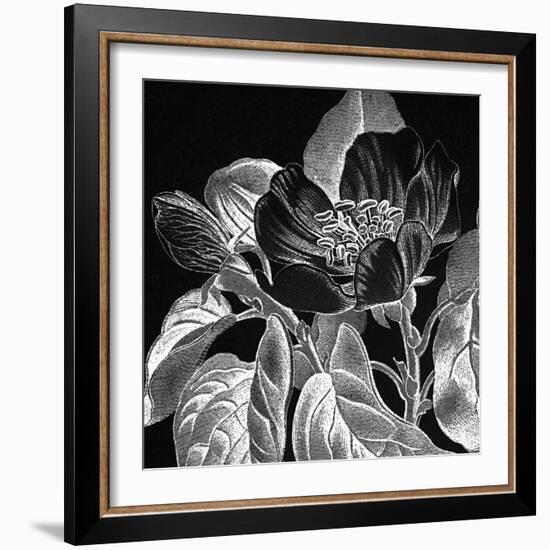 Pirus Cydonia-Thea Schrack-Framed Giclee Print