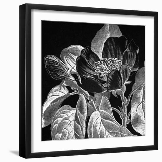 Pirus Cydonia-Thea Schrack-Framed Giclee Print