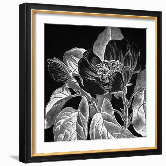 Pirus Cydonia-Thea Schrack-Framed Giclee Print