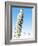 Pisa-The Saturday Evening Post-Framed Giclee Print