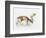 Pisanello Buck, 2006-Mark Adlington-Framed Giclee Print