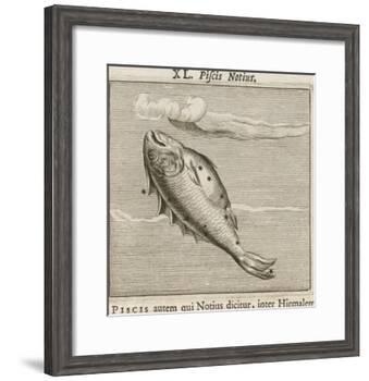 Piscis Notius-Gaius Julius Hyginus-Framed Giclee Print