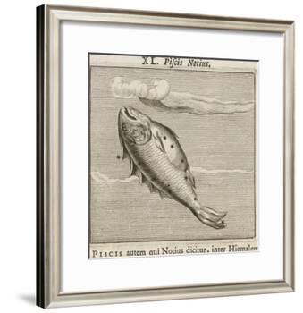 Piscis Notius-Gaius Julius Hyginus-Framed Giclee Print