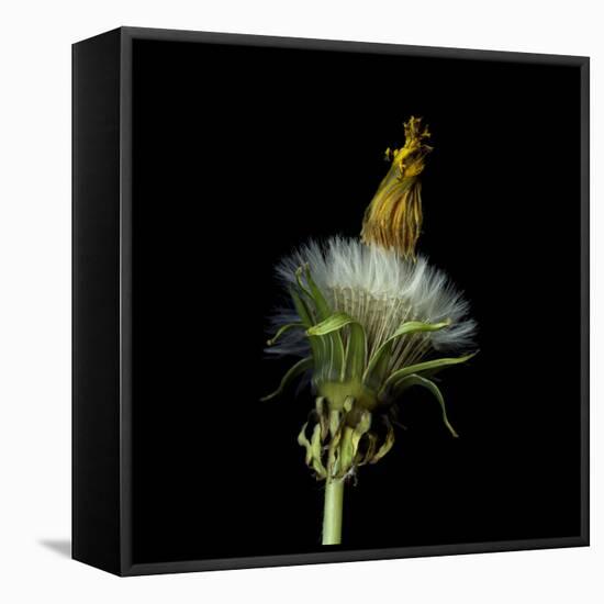 Pisenlit 2-Magda Indigo-Framed Premier Image Canvas