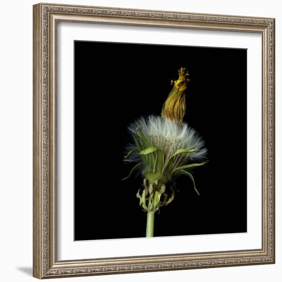 Pisenlit 2-Magda Indigo-Framed Photographic Print