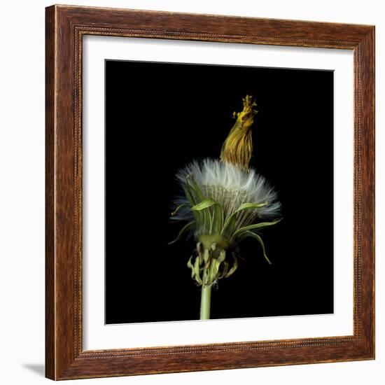 Pisenlit 2-Magda Indigo-Framed Photographic Print