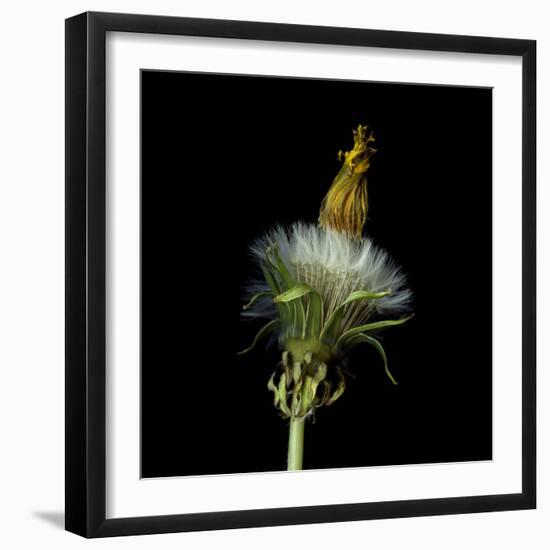 Pisenlit 2-Magda Indigo-Framed Photographic Print