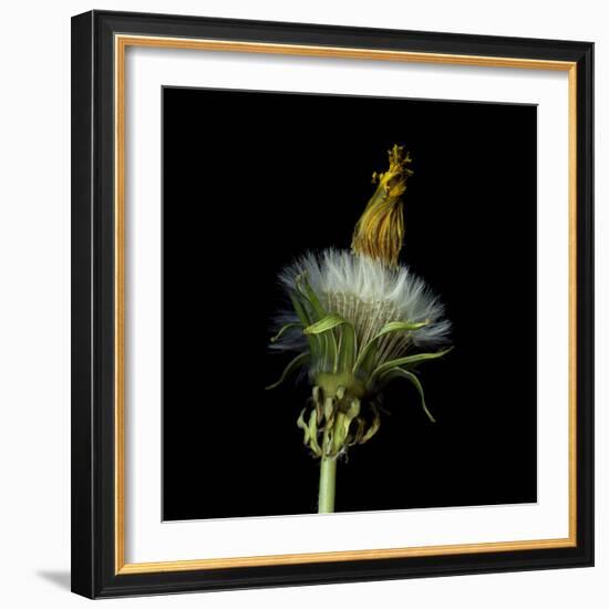 Pisenlit 2-Magda Indigo-Framed Photographic Print