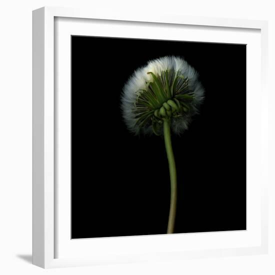 Pisenlit-Magda Indigo-Framed Photographic Print