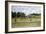 Pissarro: Cow Pasture-Camille Pissarro-Framed Giclee Print