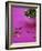 Pistachio Kernels-Akiko Ida-Framed Photographic Print