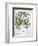 Pistachio Nut, Bay Tree (Laurus Nobilis) and Almond, 1613-Unknown-Framed Giclee Print