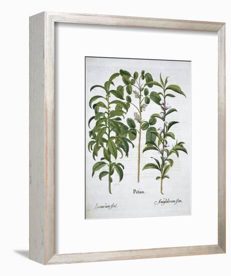 Pistachio Nut, Bay Tree (Laurus Nobilis) and Almond, 1613-Unknown-Framed Giclee Print