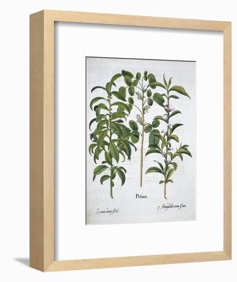 Pistachio Nut, Bay Tree (Laurus Nobilis) and Almond, 1613-Unknown-Framed Giclee Print