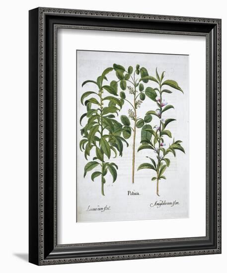 Pistachio Nut, Bay Tree (Laurus Nobilis) and Almond, 1613-Unknown-Framed Giclee Print