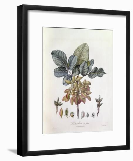 Pistachio (Pistacia Vera)-null-Framed Giclee Print