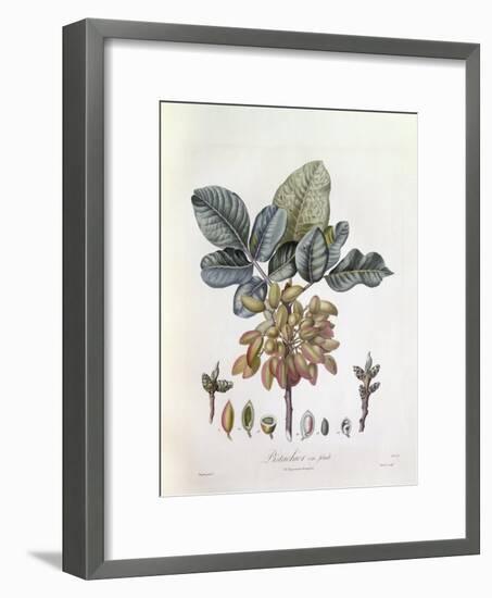 Pistachio (Pistacia Vera)-null-Framed Giclee Print