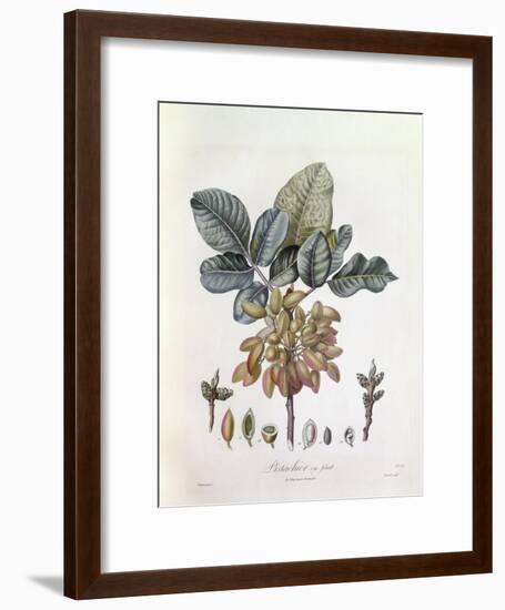 Pistachio (Pistacia Vera)-null-Framed Giclee Print