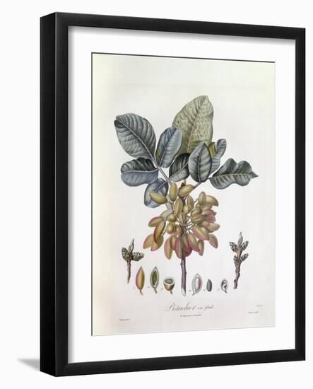 Pistachio (Pistacia Vera)-null-Framed Giclee Print