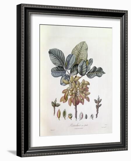 Pistachio (Pistacia Vera)-null-Framed Giclee Print