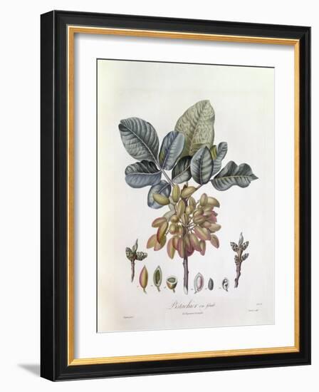 Pistachio (Pistacia Vera)-null-Framed Giclee Print