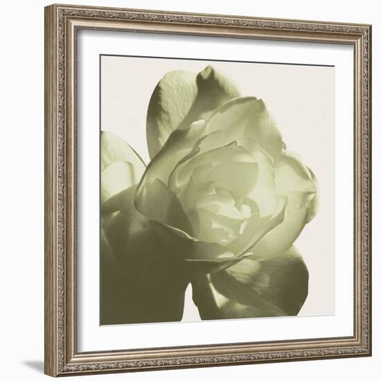 Pistachio Rose-Malcolm Sanders-Framed Giclee Print