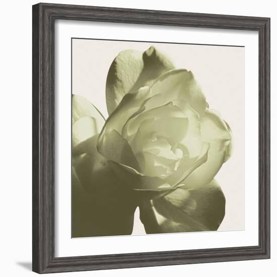 Pistachio Rose-Malcolm Sanders-Framed Giclee Print